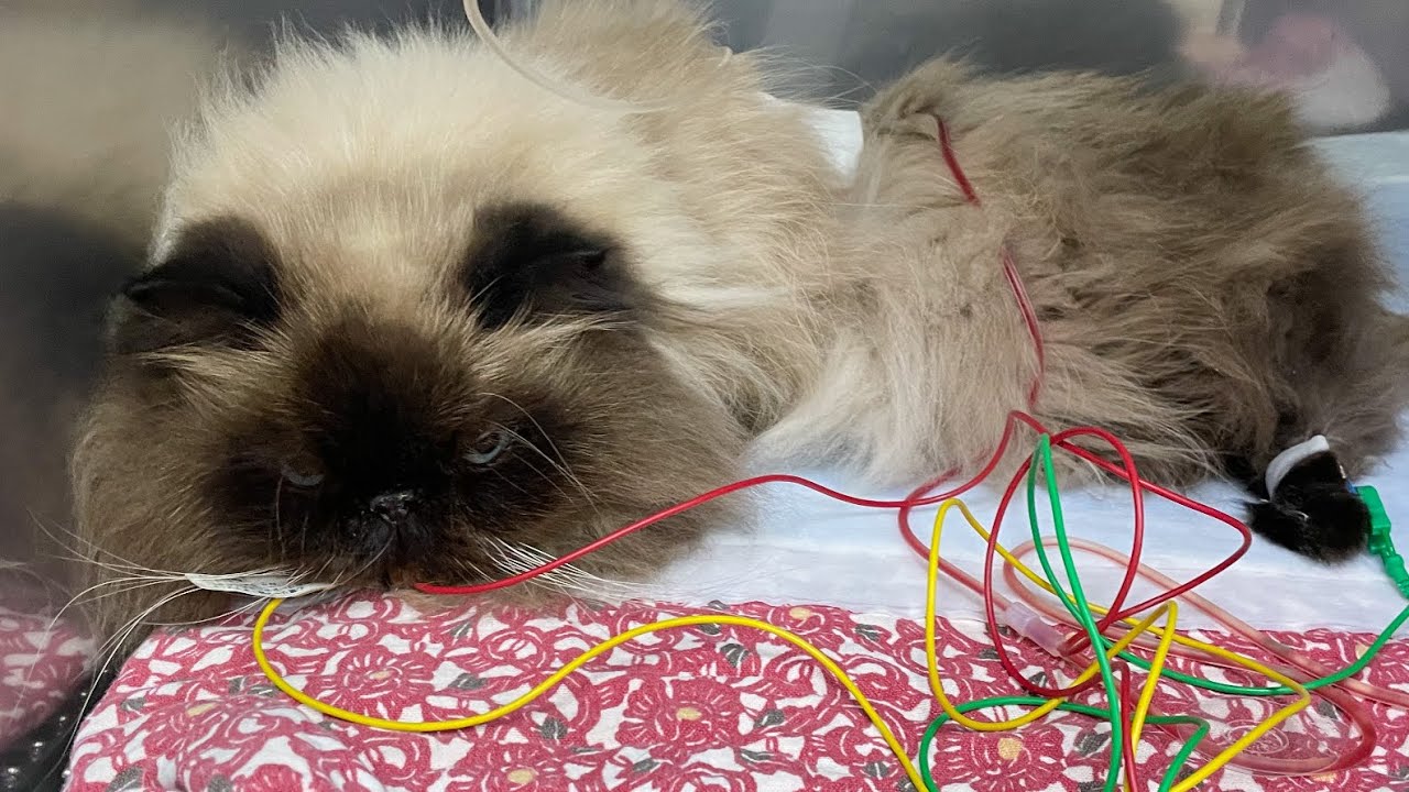 【悲報】実録！恐ろしい…尿路結石になりました!【ヒマラヤン】