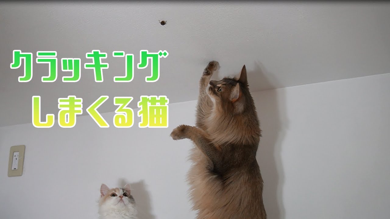 ソマリ猫の鳴き声。カラスや虫にクラッキングしまくります