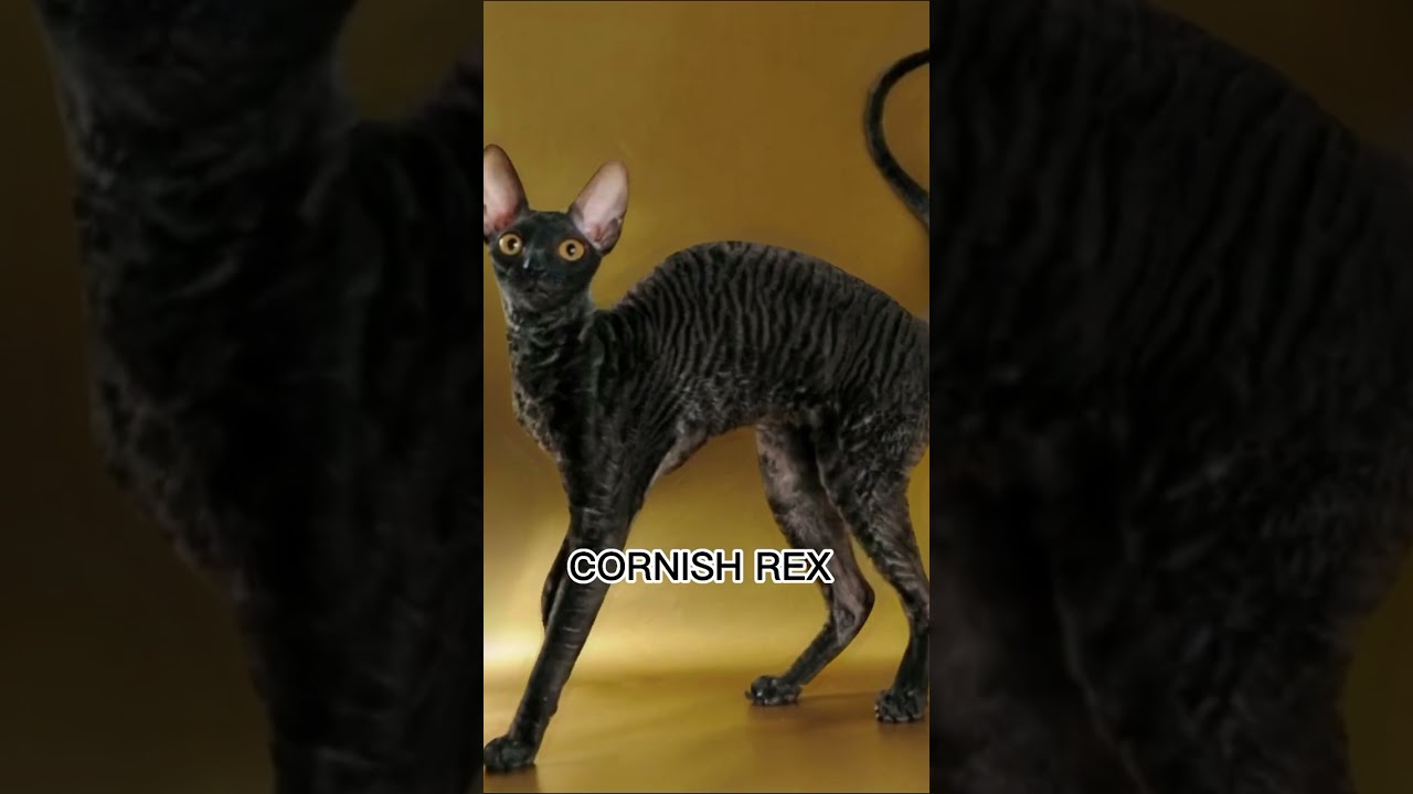 CORNISH REX CAT 😻 #animals #cats #shorts #kawaii #neko