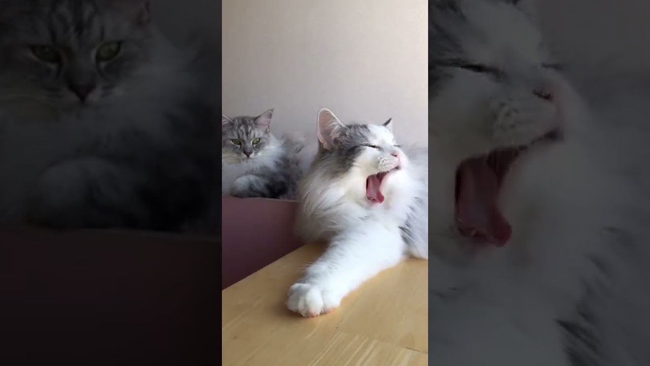兄弟でタイミング〜な猫ラガマフィン#shorts