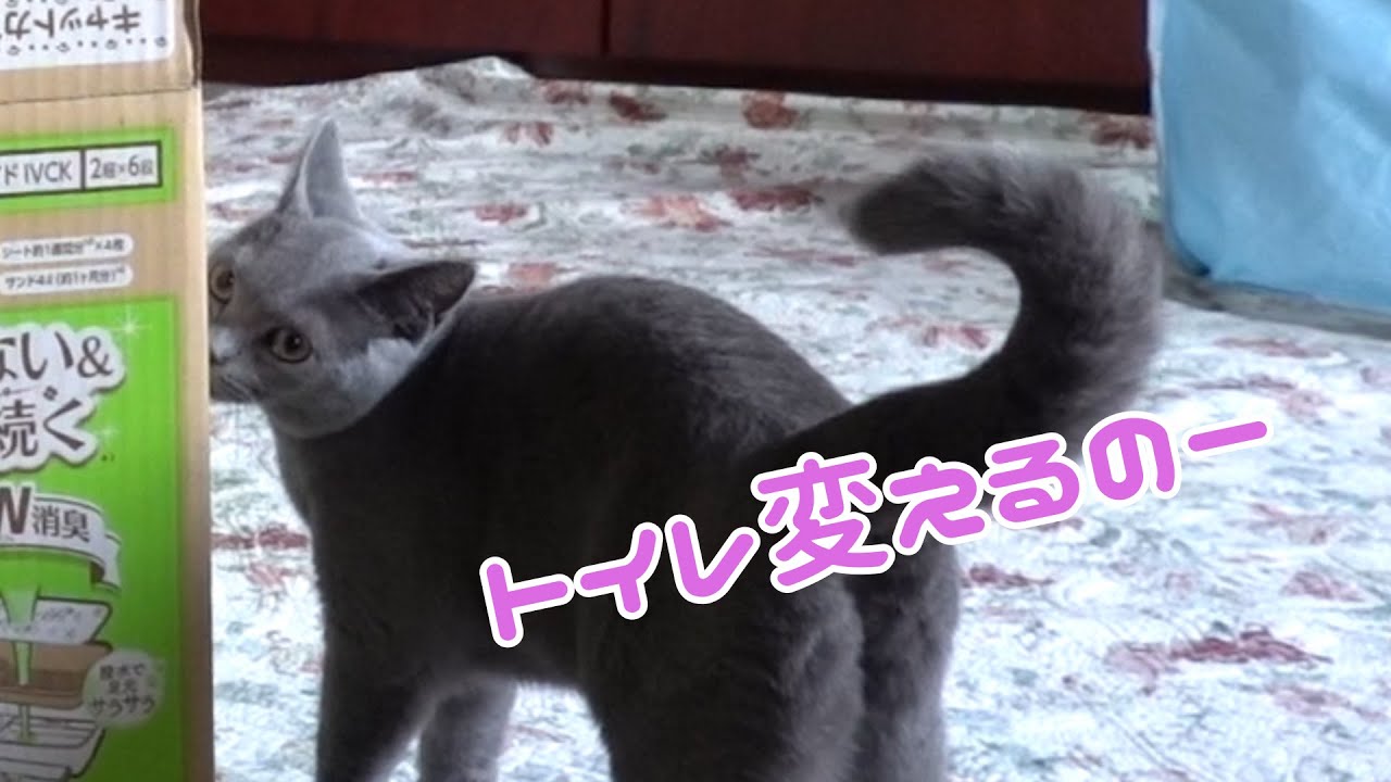 大型トイレはシャルトリューの最近のトイレ事情を改善できるのか           【Chartreux】