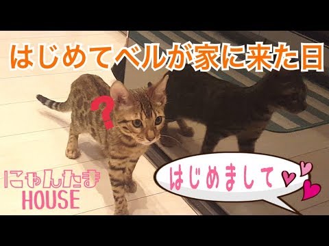 ベンガル猫のベルが家にやって来た日