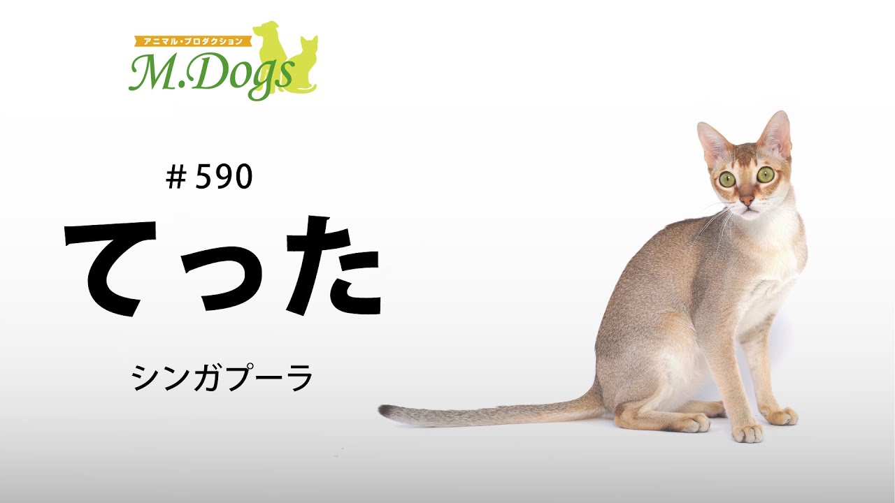 ペットモデル #590 シンガプーラ「てった」