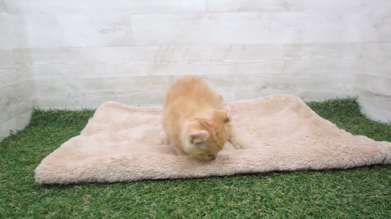 00589509 アメリカンカール