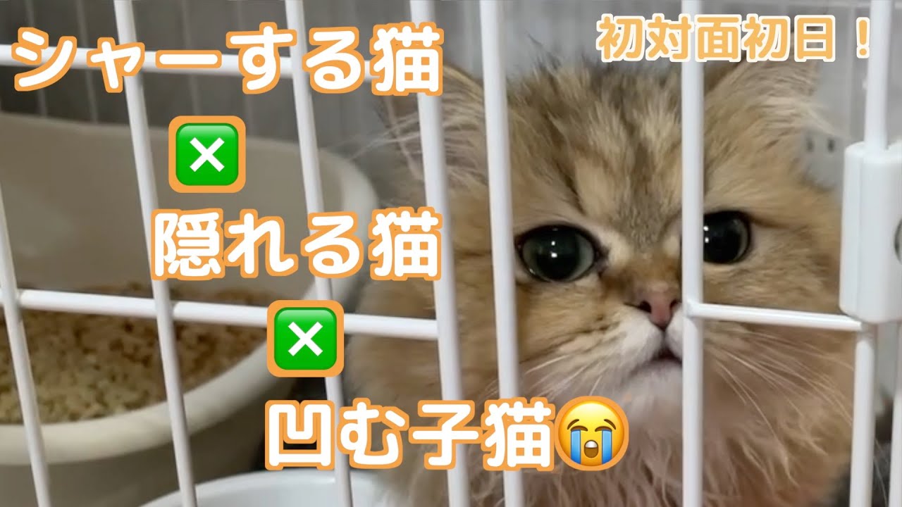 【子猫】【多頭飼い】【初対面】ペルシャ猫の子猫、先住猫にシャーされて凹む姿が可愛いです
