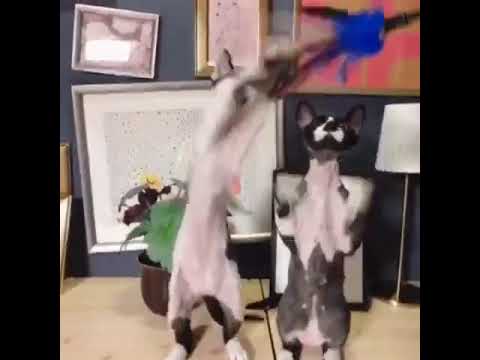 デボンレックス　白黒ペア