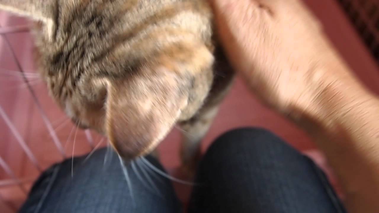 ボブテイルの梅ちゃん