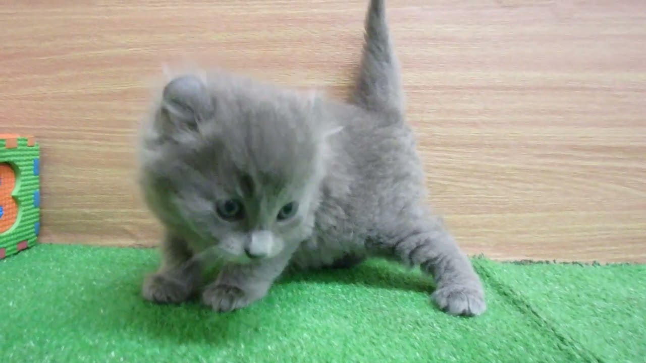 00582512 アメリカンカール