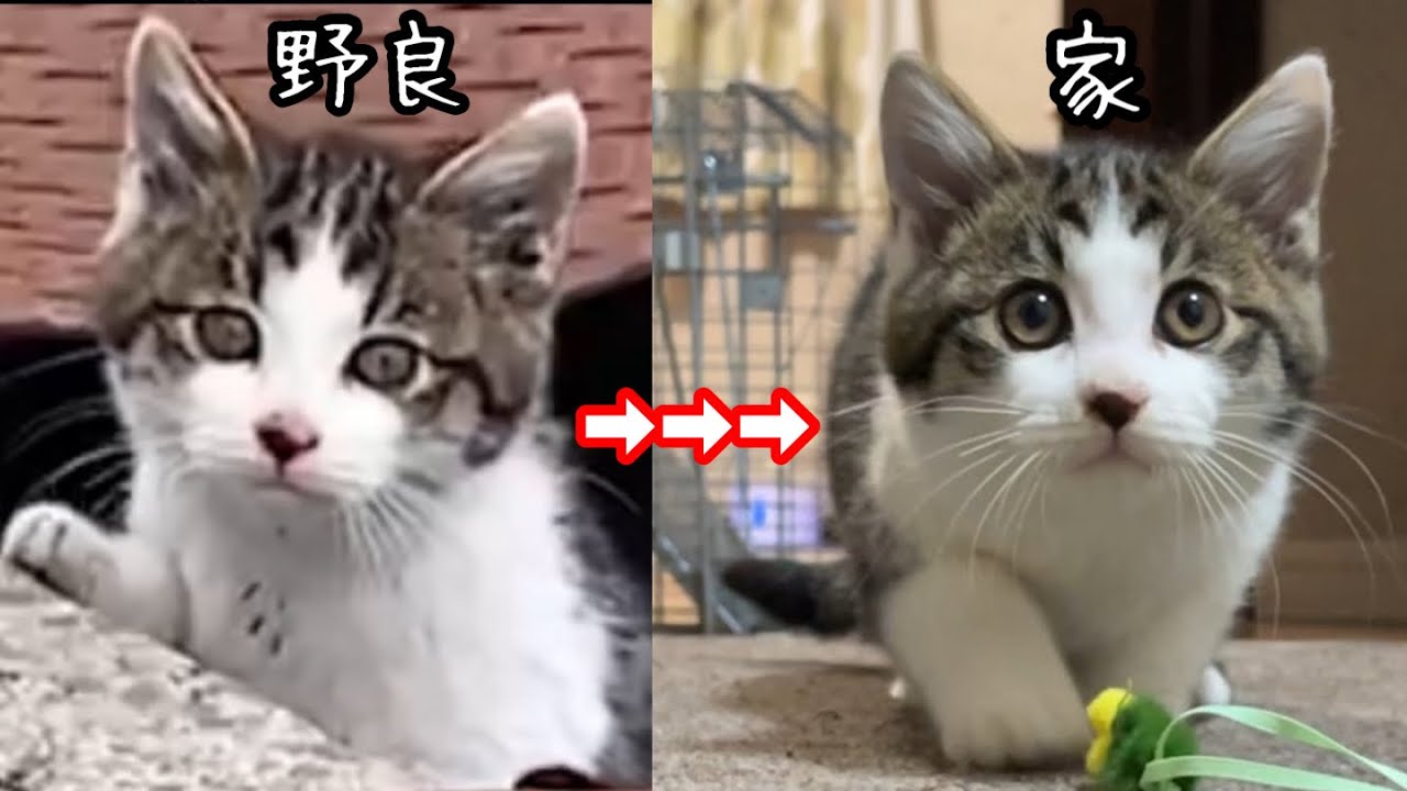 野良生活で薄汚れた子猫が家猫になり二週間…こんなに可愛く変化します
