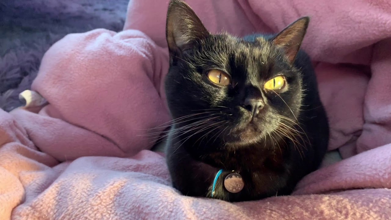 平和な猫の日常風景☆黒猫ボンベイ