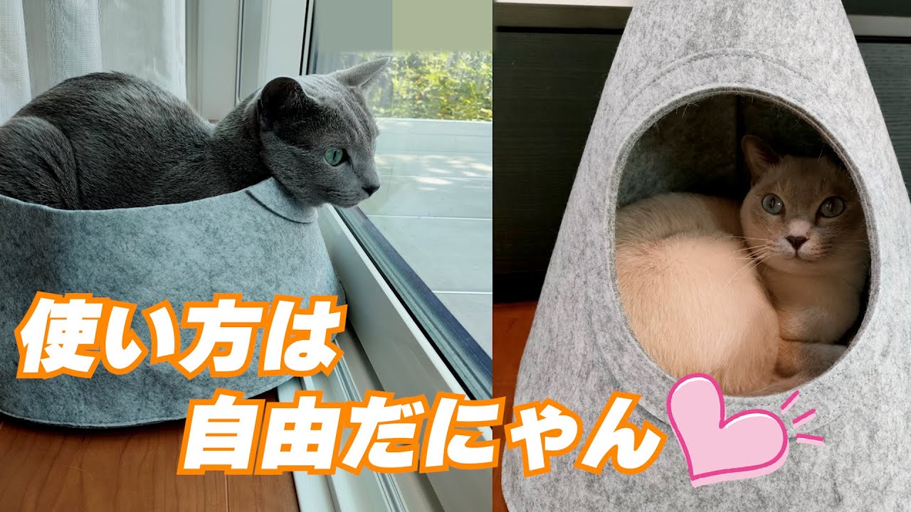 【Standard Products】【ロシアンブルー×トンキニーズ】我が家の猫はちょっと大きめ💦（#112）