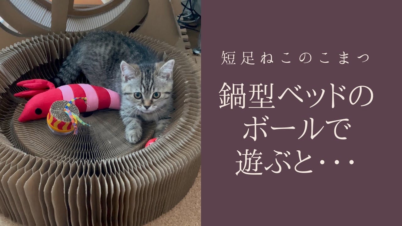 鍋型ベッドのボールを取り出しちゃったこの子は天才ですか？【短足子猫】#Shorts