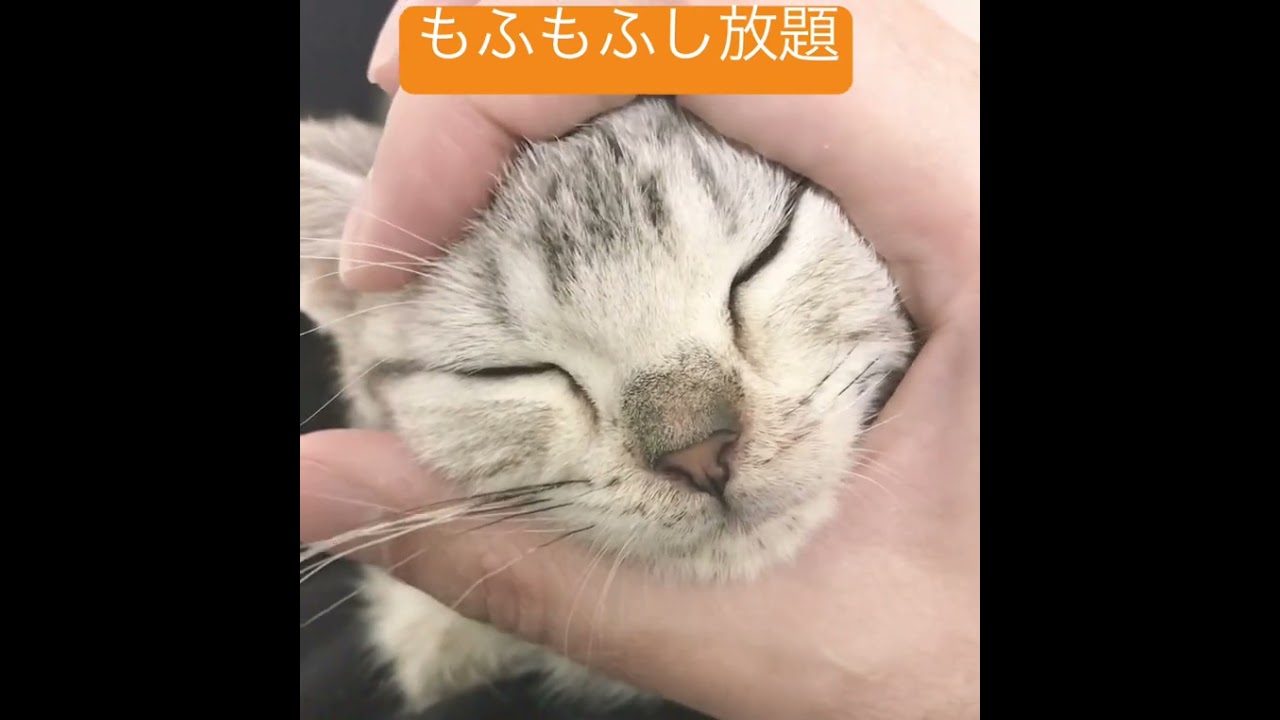 ずっともふもふさせてくれる猫【アメリカンショートヘアー】 #shorts #アメショー #子猫