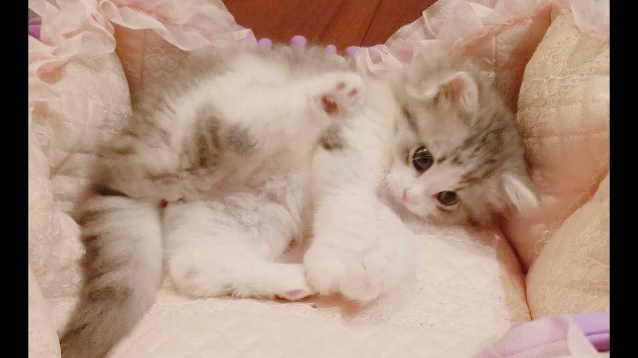 天使のかわいさ！生後２ヶ月の子猫がうちにきました！【子猫のいろは】