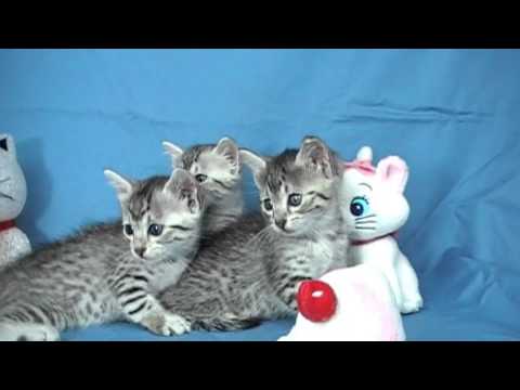 エジプシャンマウ3姉妹