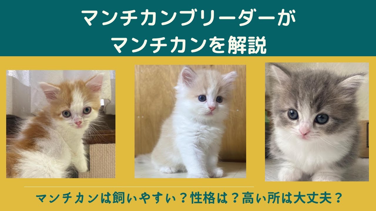 【マンチカン】マンチカンブリーダーがマンチカンを解説♬マンチカンは飼いやすい？マンチカンは高い所大丈夫？