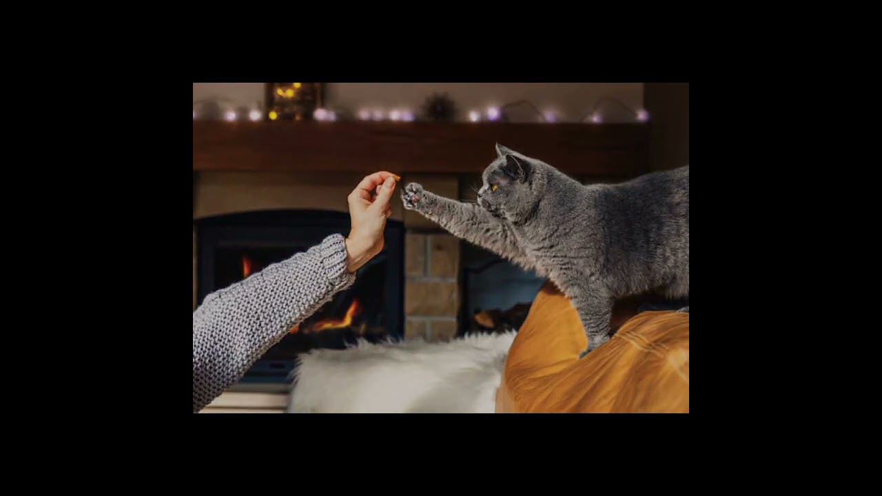Cute cats short video | Cats Lovers | Brown Cats 😸  #kitty #cutecat #catlover #cat