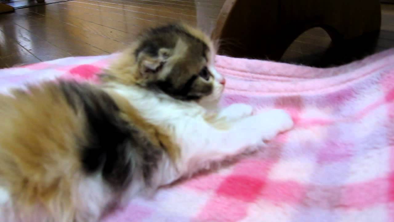 ２番　キャリコ折れ耳ロングヘアー