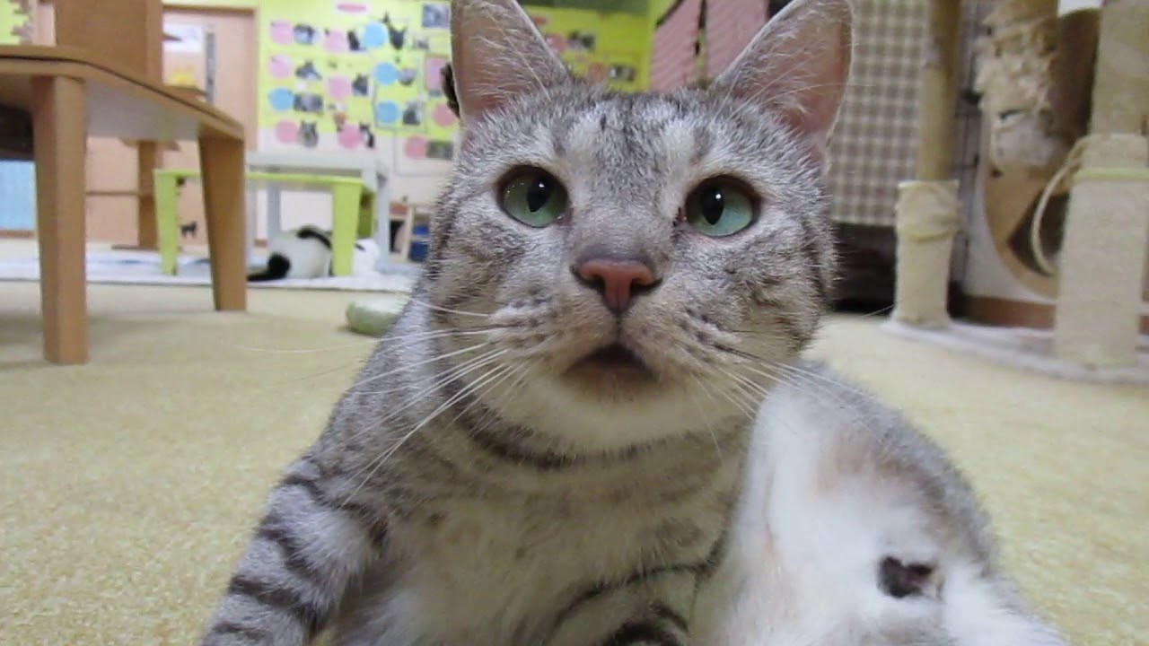 【猫カフェあいきゃっと福島店】あたし‼オシキャットの奈々にゃよ