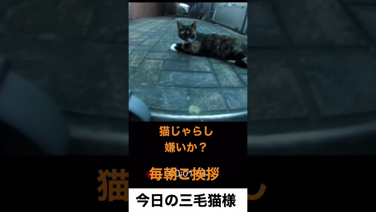 （猫）仲良くなりたくて#shorts 日本　#ねこ