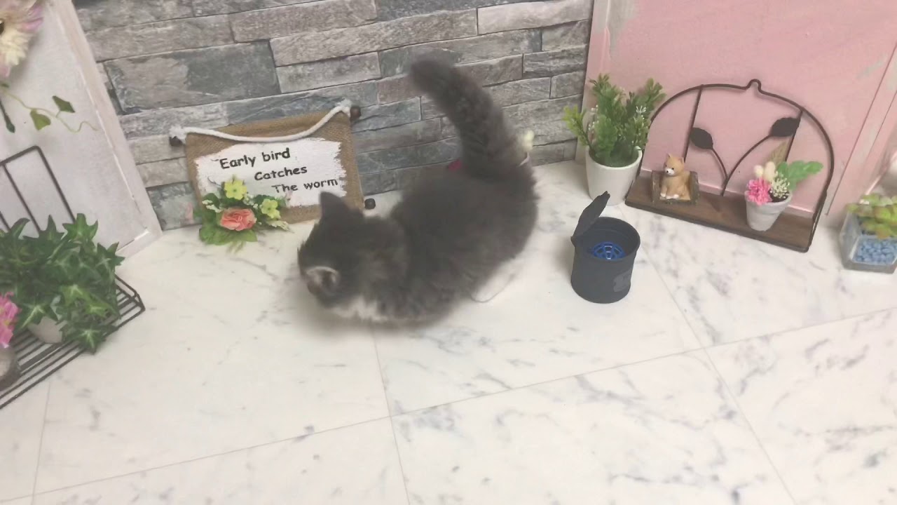 【ナナハチ’s ROOM】極短マンチカン☆ロングヘア   ブルータビー＆ホワイトの男の子  20190722