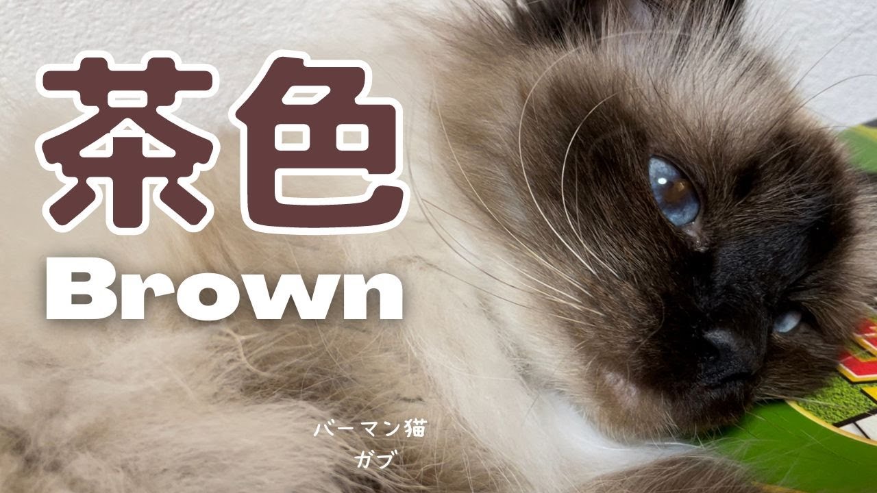 お茶の色かニャ？【茶色】Brown（バーマン猫）Birman/Cat