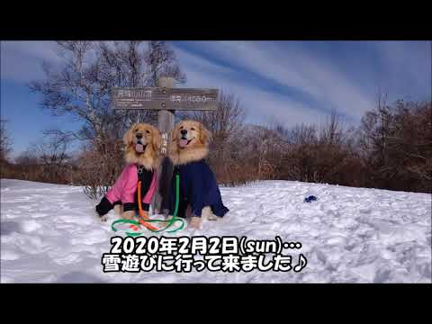 【犬　雪遊び】スノーシューで、ディキャンプ♪