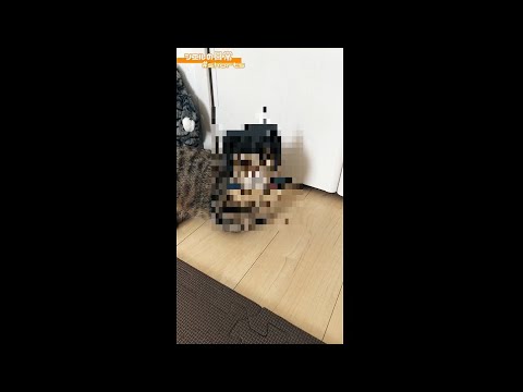 猫用スタンプの破壊力がヤバすぎるｗｗ　/キンカロー　マンチカン×アメリカンカール　#Shorts