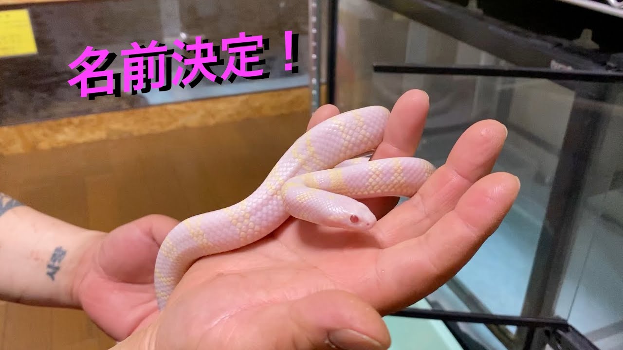 バーミーズとカリキンの名前が決まったよ