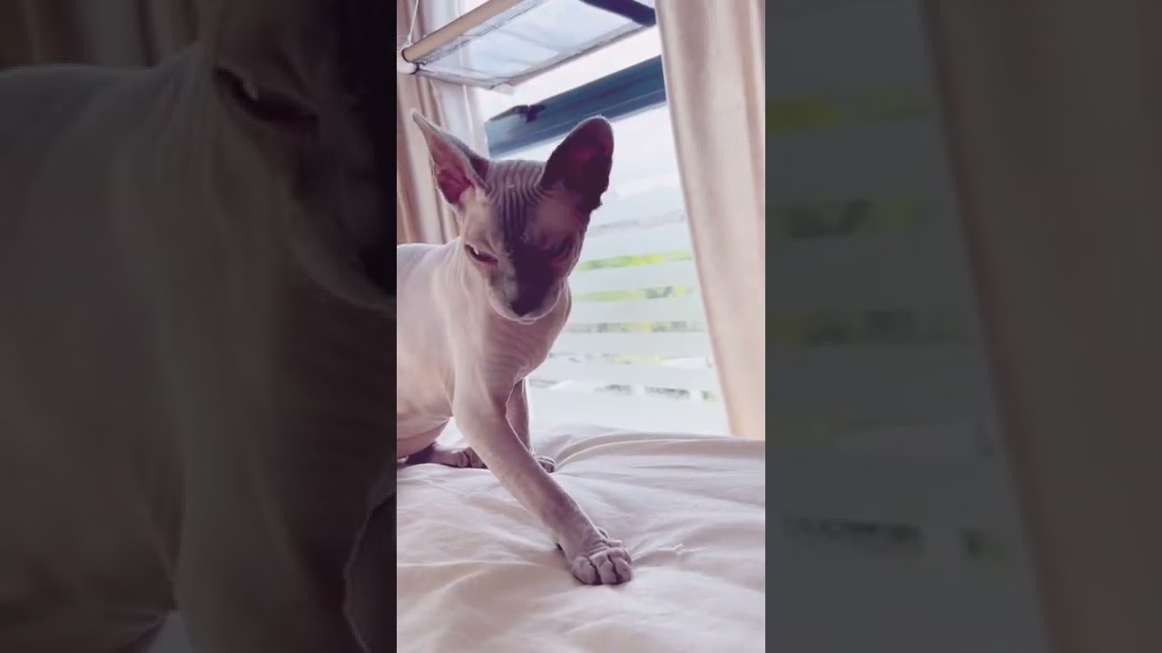 最後の鳴き声の意味は？行動が面白い猫w【スフィンクス猫】