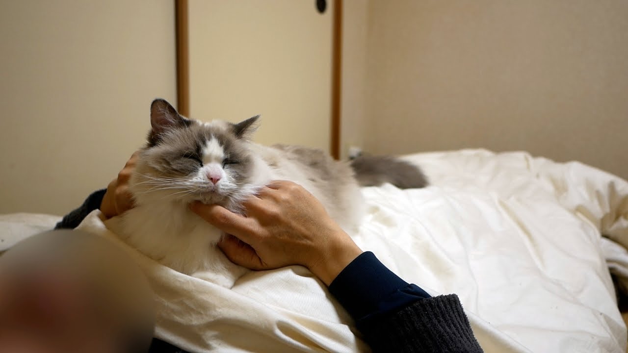 甘えん坊な性格のラグドールを飼うと毎晩こうなりますｗ