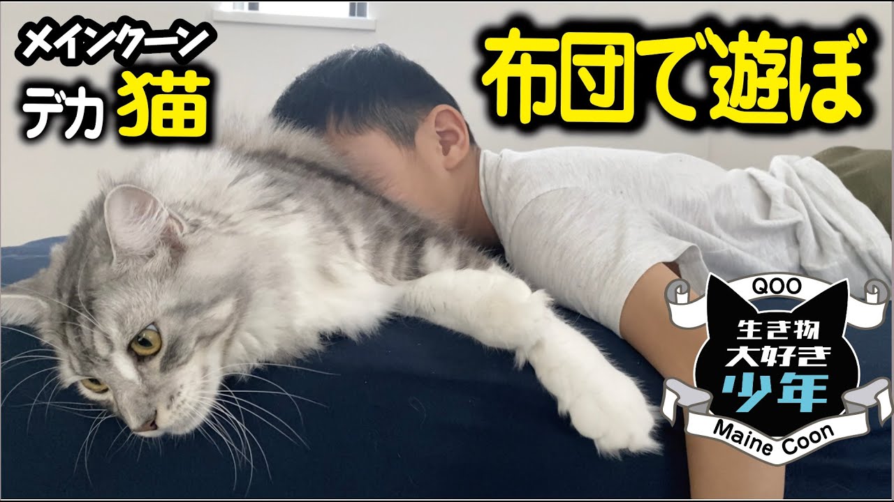 【メインクーン】大型猫と布団で遊ぶ