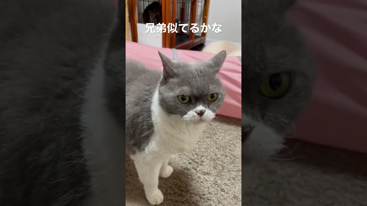 セルカークレックスの兄弟カボちゃんとはっちゃん