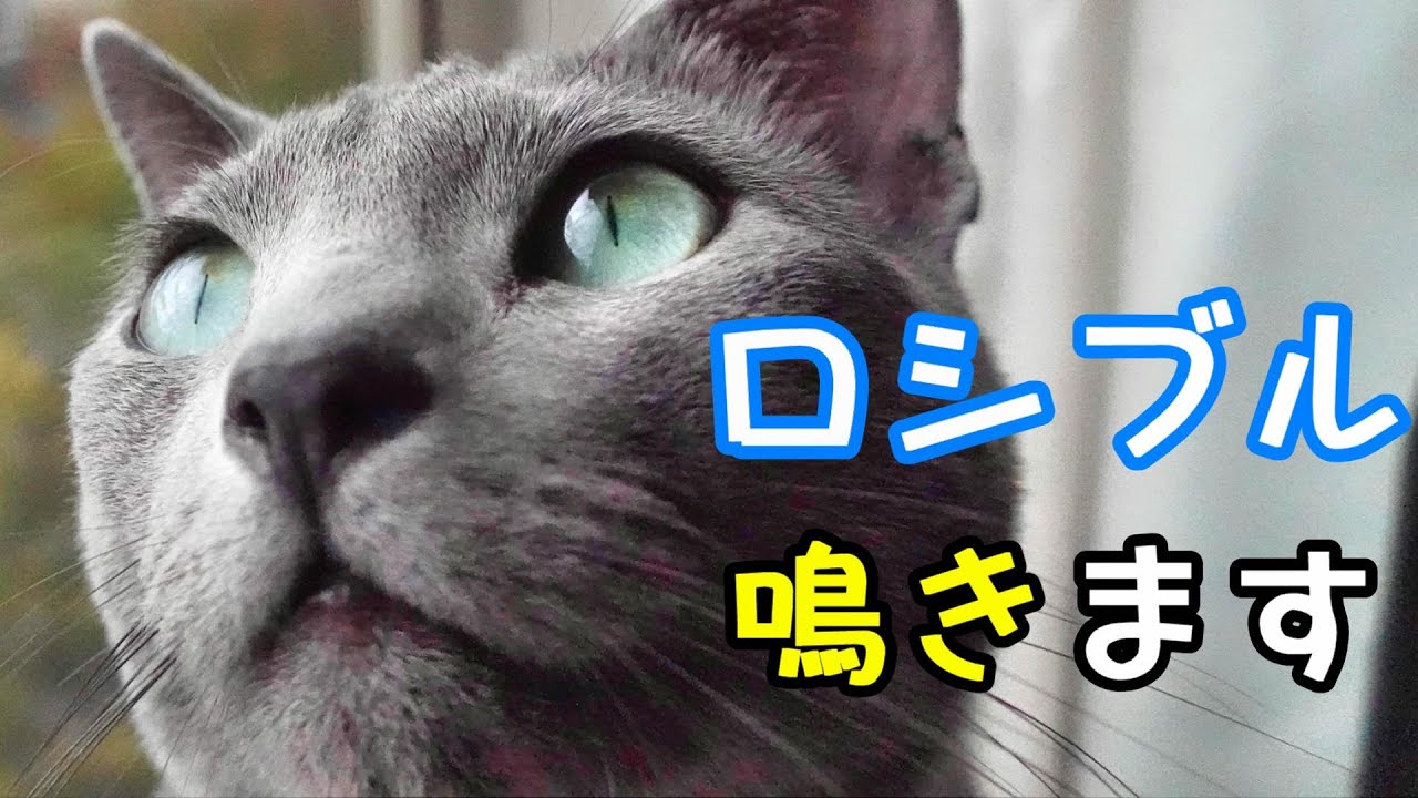 ロシアンブルーって鳴くの？鳴いてもカワイイ【ロシアンブルー】