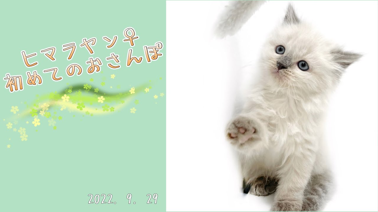 【2022．9．29撮影】ヒマラヤン　ヒマちゃんおさんぽデビュー