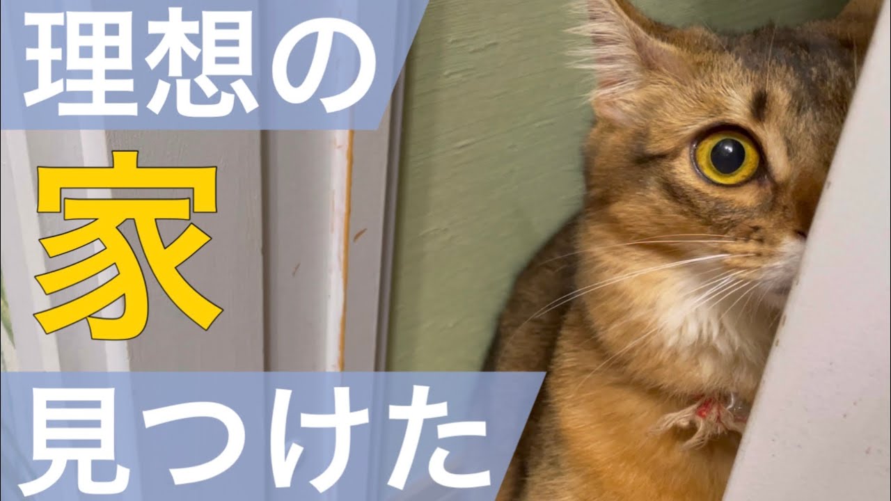 【猫の童話】家猫の家探し／ソマリとアビシニアン