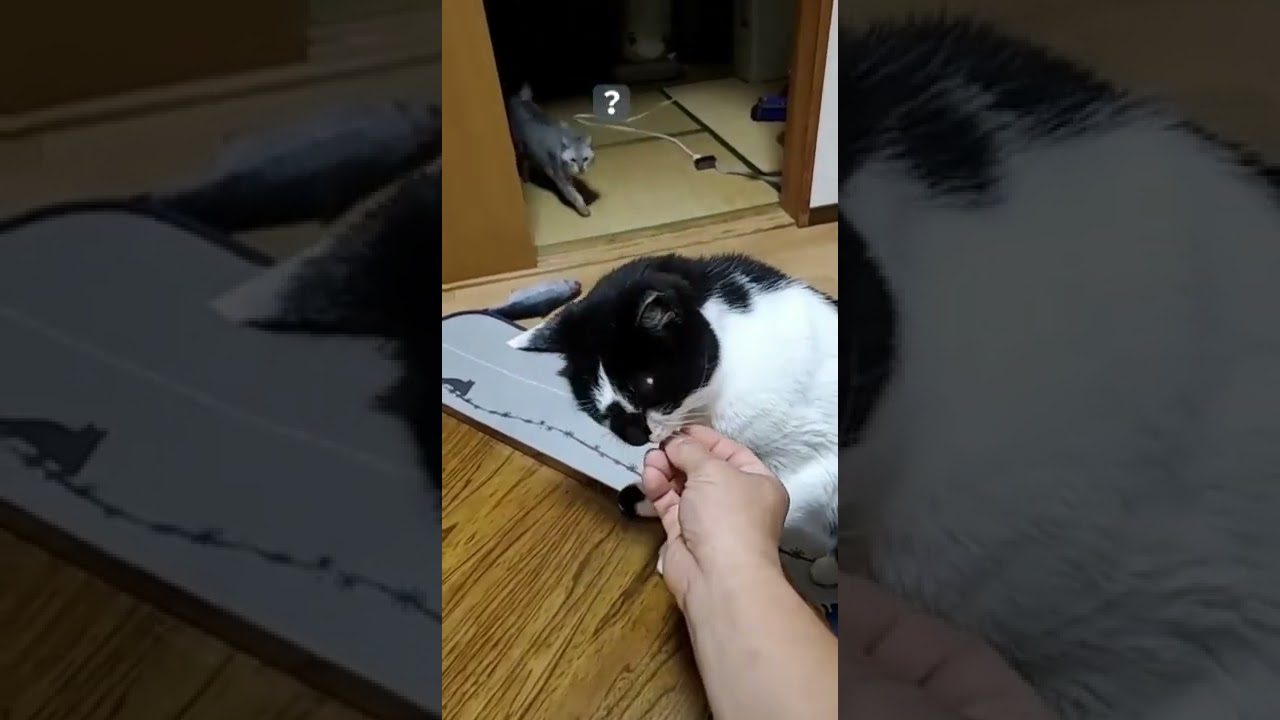 はちはづき#1（日本猫）（兄弟猫）ご飯は全て俺のもの！#animal #cat #short