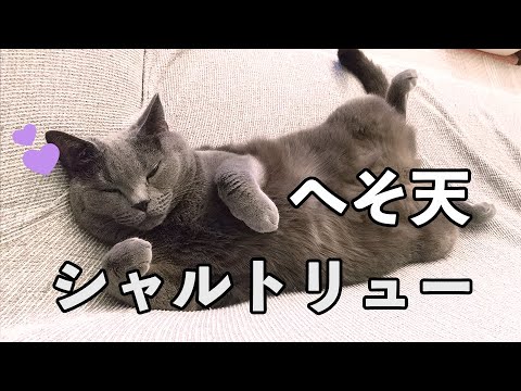 【長編】へそ天が好きな猫 シャルトリュー