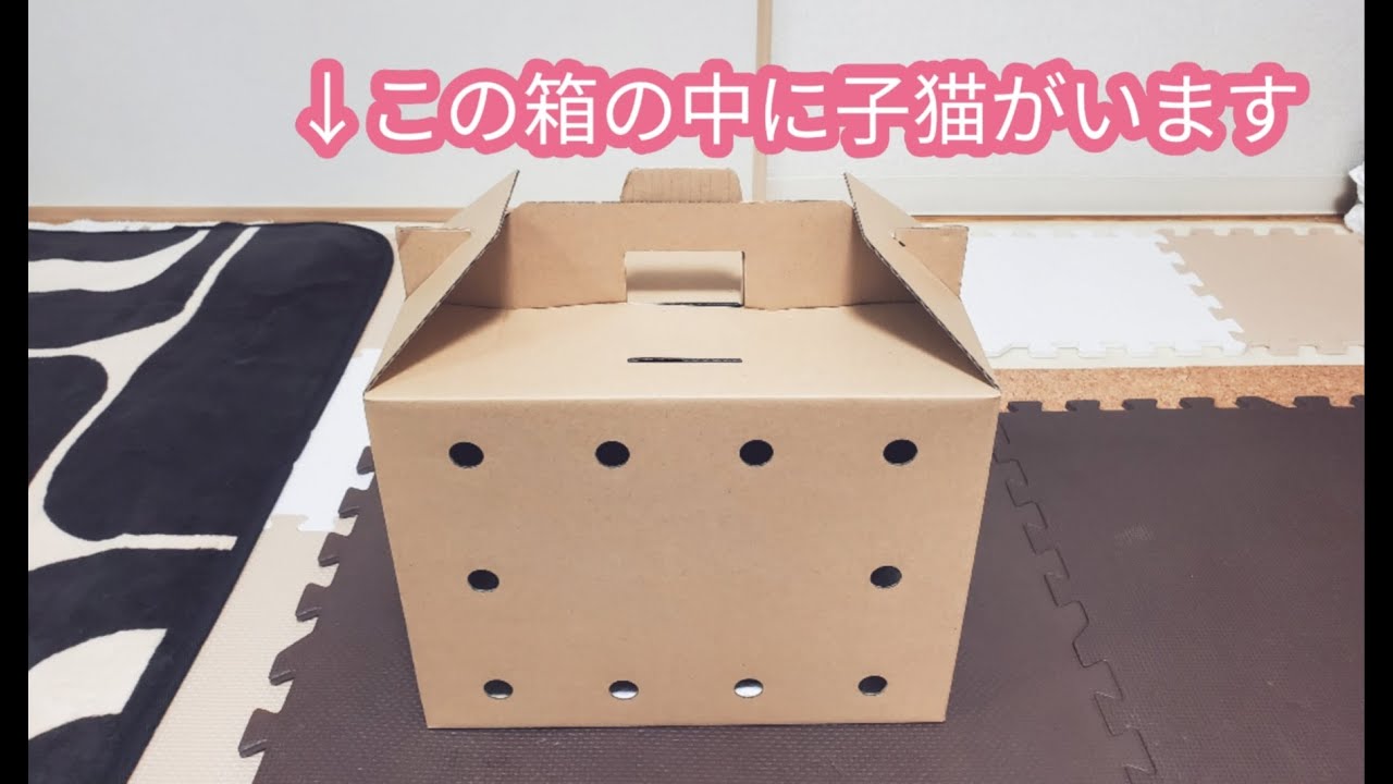 [子猫] (短足マンチカン×アメリカンカール)キンカロー生後3ヶ月の子猫をお迎えしました  #1