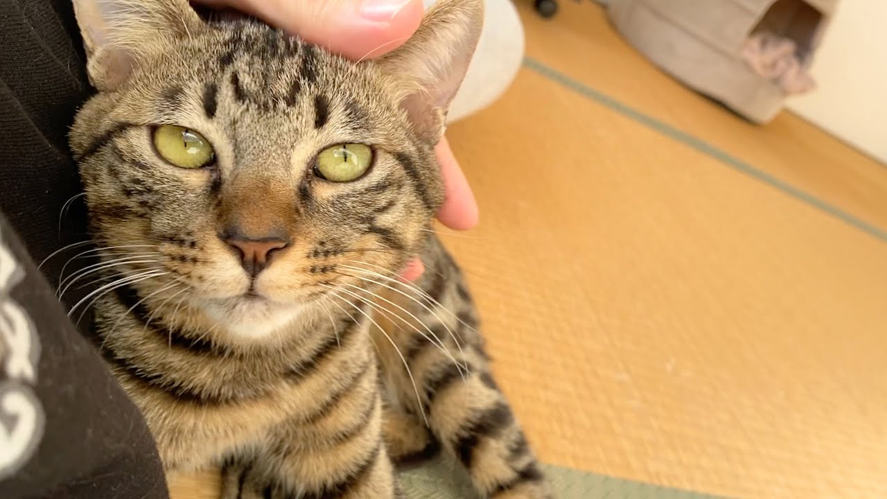 子猫とお昼寝しようとしたら凶暴化して襲いかかってきた...