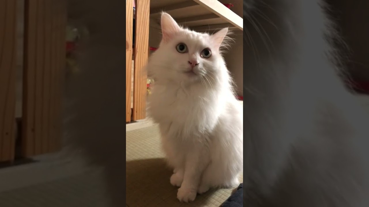ターキッシュアンゴラのルーちゃん