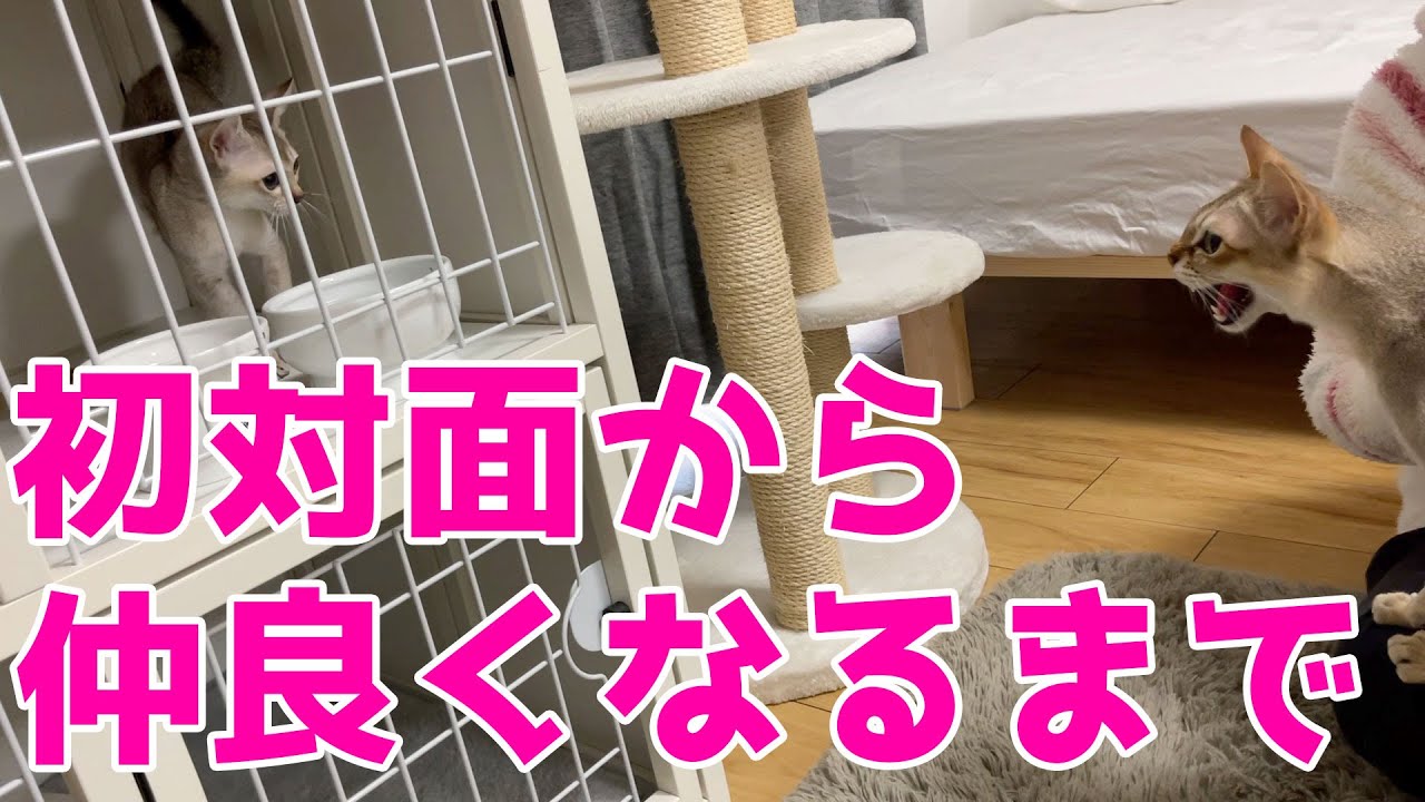 先住ネコと新入りネコが仲良くなるまで