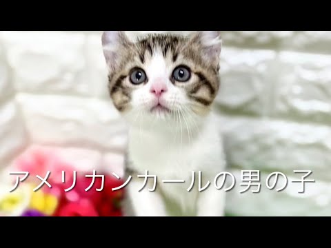 アメリカンカールの子猫　（平野瓜破）