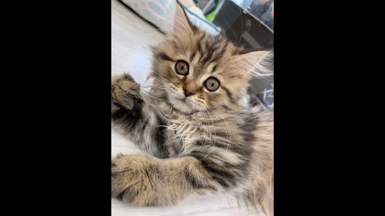 ペッツファースト＿ラガマフィンちゃん🐈♩