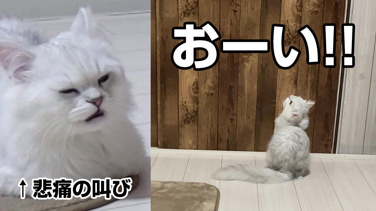 【隠し撮り】寂しくて鳴きまくる子猫【チンチラペルシャ】