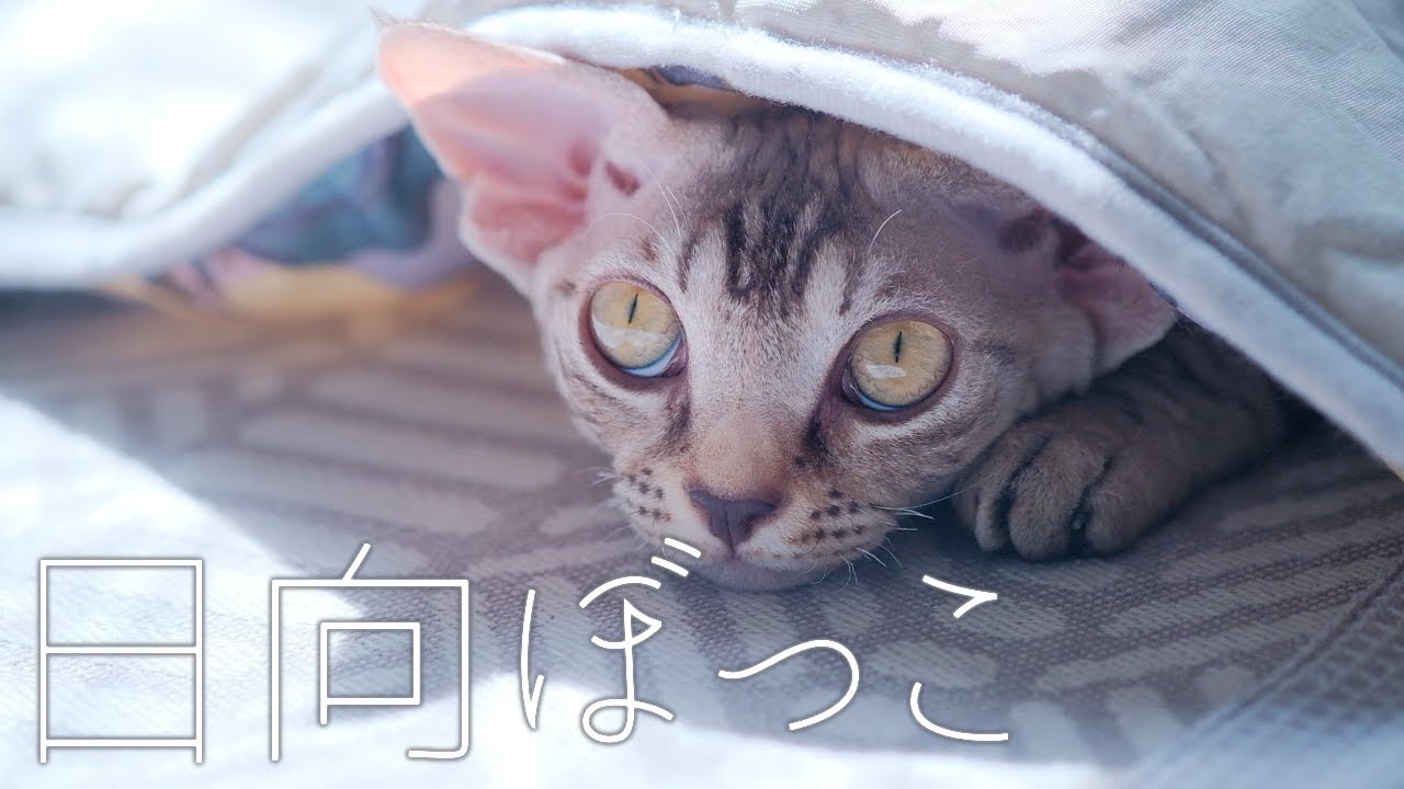冷感マットの使い方が独特／デボンレックス
