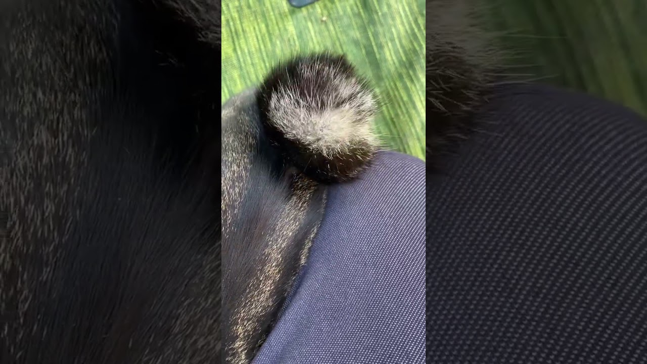 ポンポンしっぽ #野良猫 #キジトラ猫 #ボブテイル