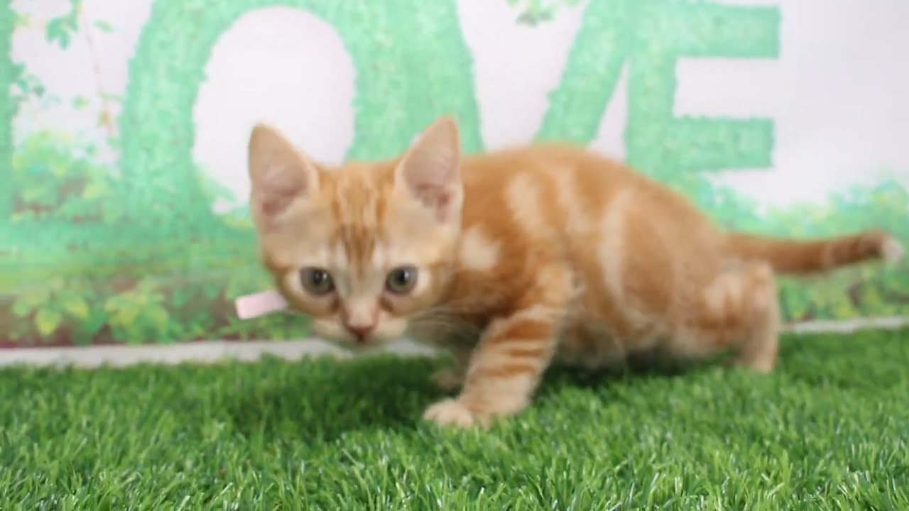 Coo&RIKU　No608266　アメリカンショートヘアー