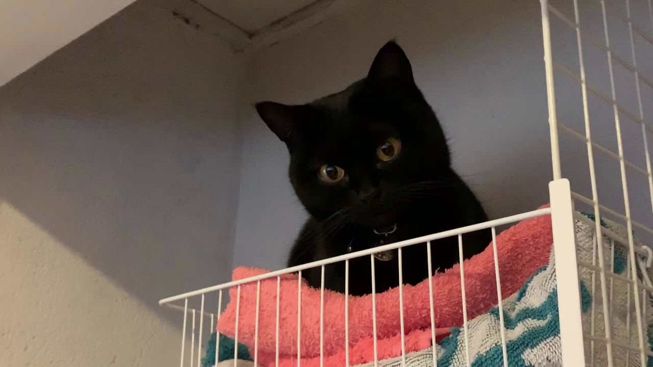 いつのまにか脱衣所にいた猫ルーシー☆黒猫ボンベイ