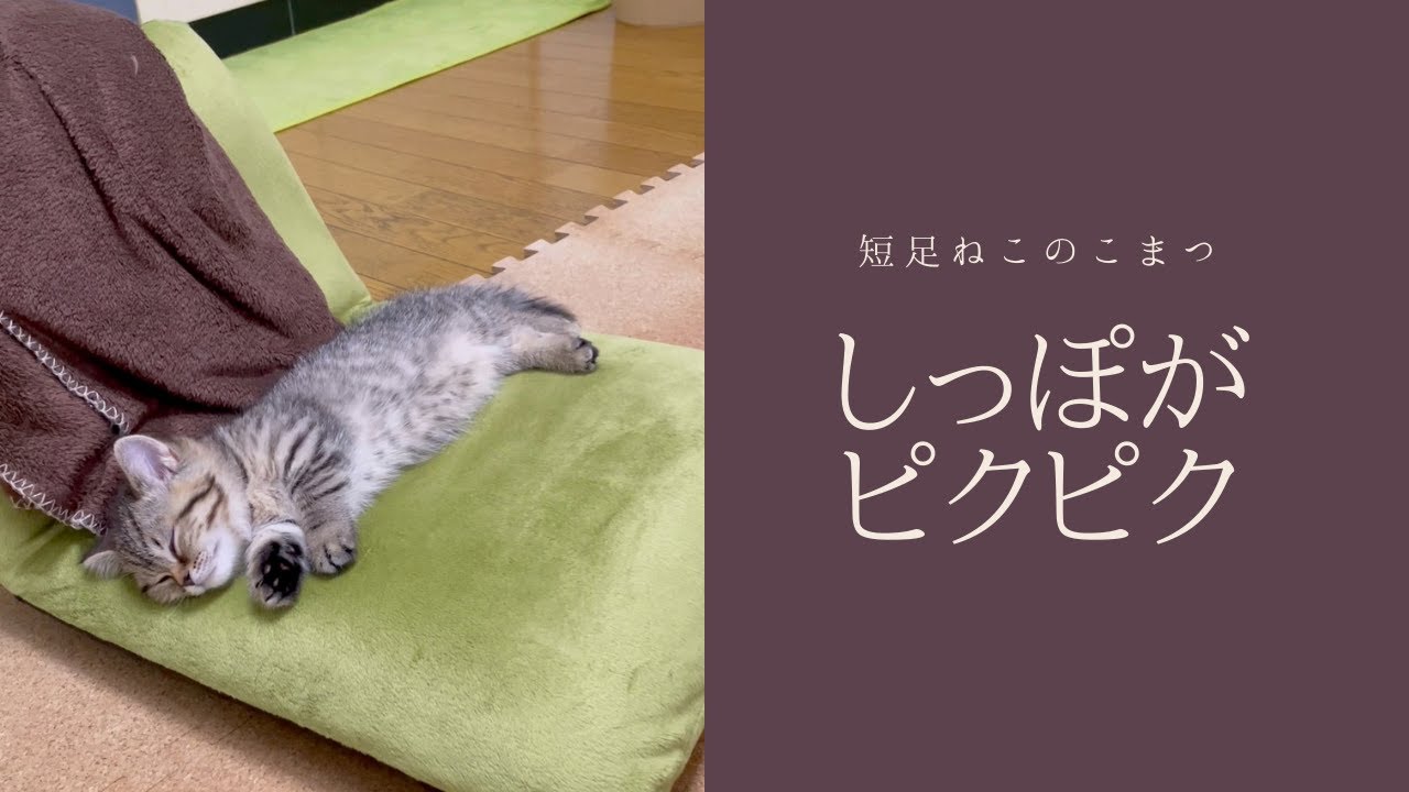 お昼寝中にしっぽまでぴくんぴくんさせちゃう【短足仔猫】#Shorts